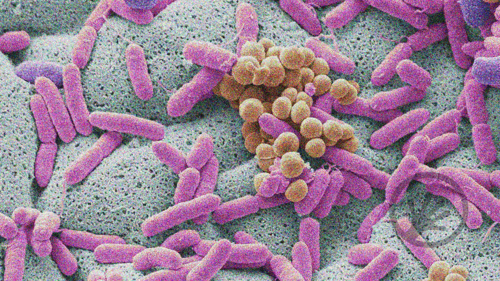 Three ways you can extract information from plant microbiomes