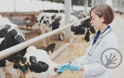 Transforming veterinary research using data science, one paw at a time